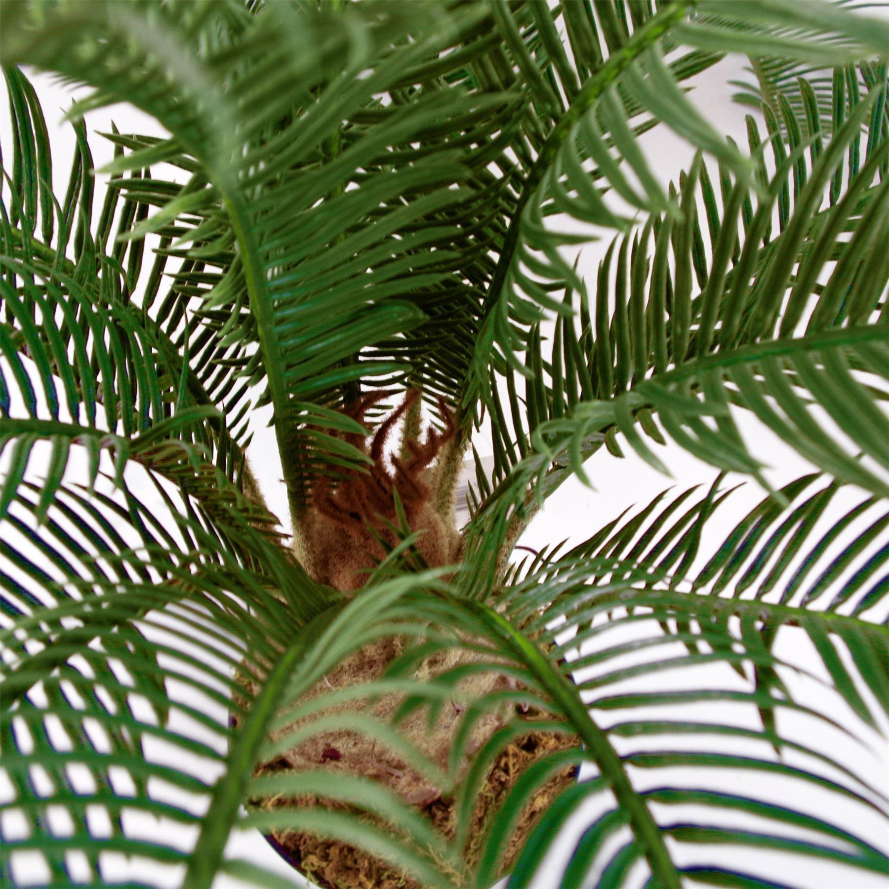 Palm Tree Artificial Cycas 60cm-1