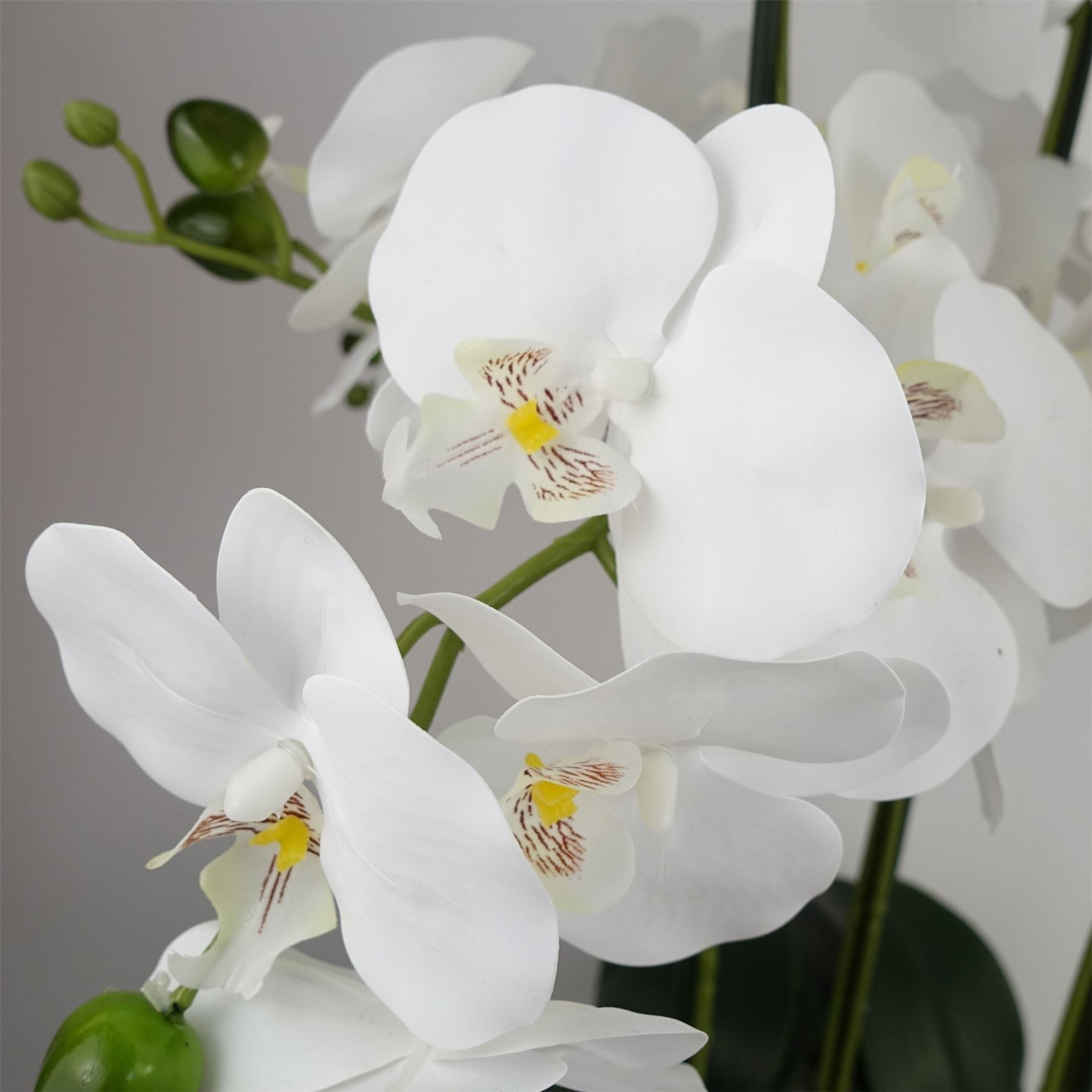 Orchid White - Black Ceramic Planter-1